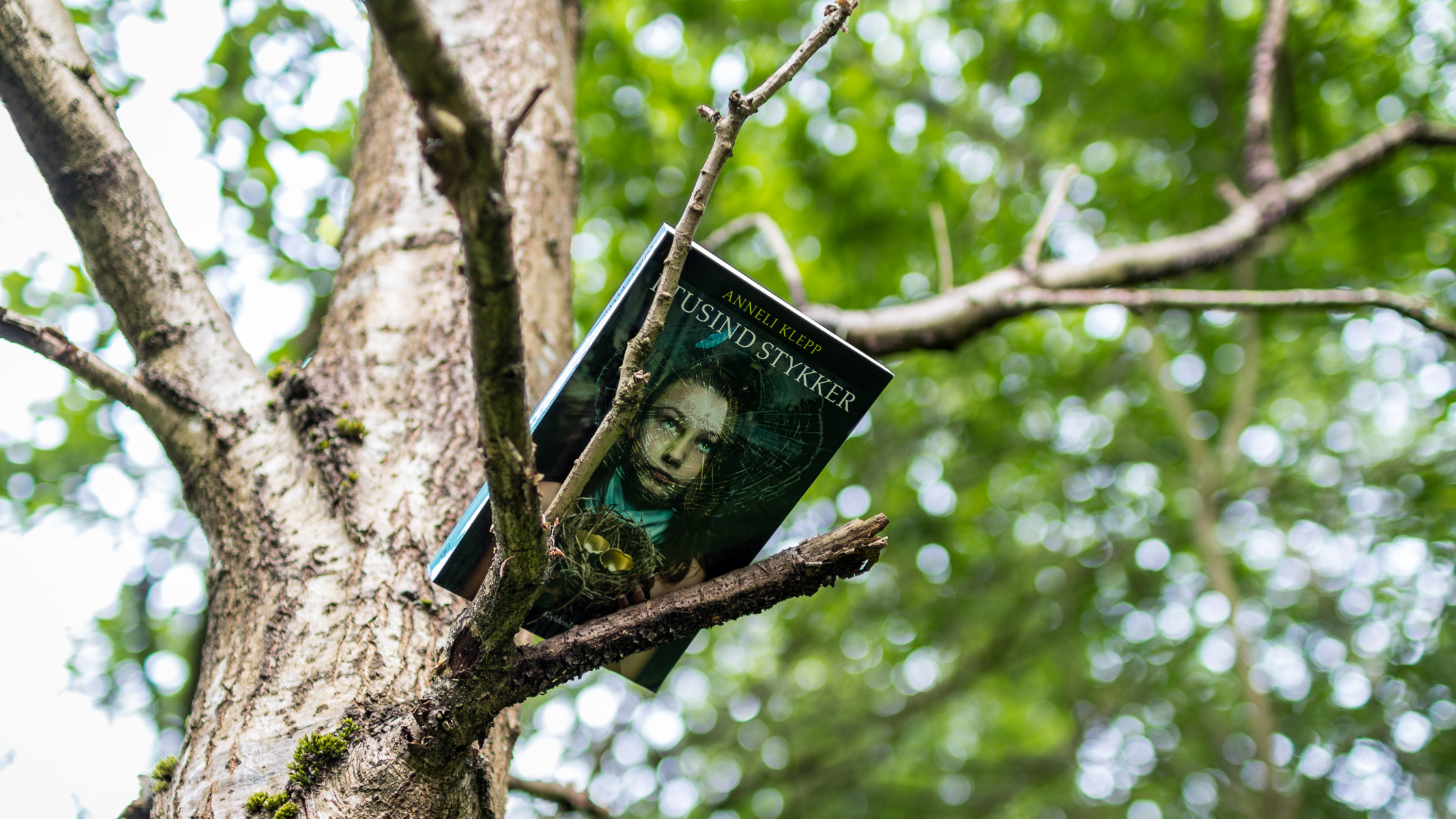 A book lying on branches in a tree.