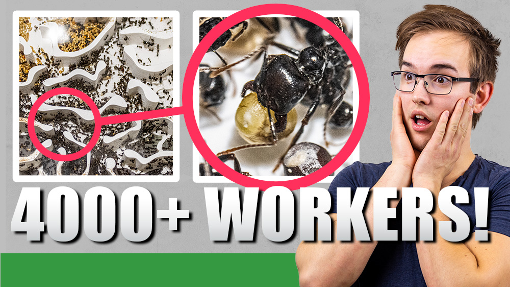 A man looking surprised next to two pictures of ants.