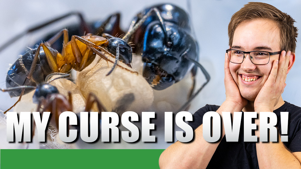 A man looking happy next to two ants ants.