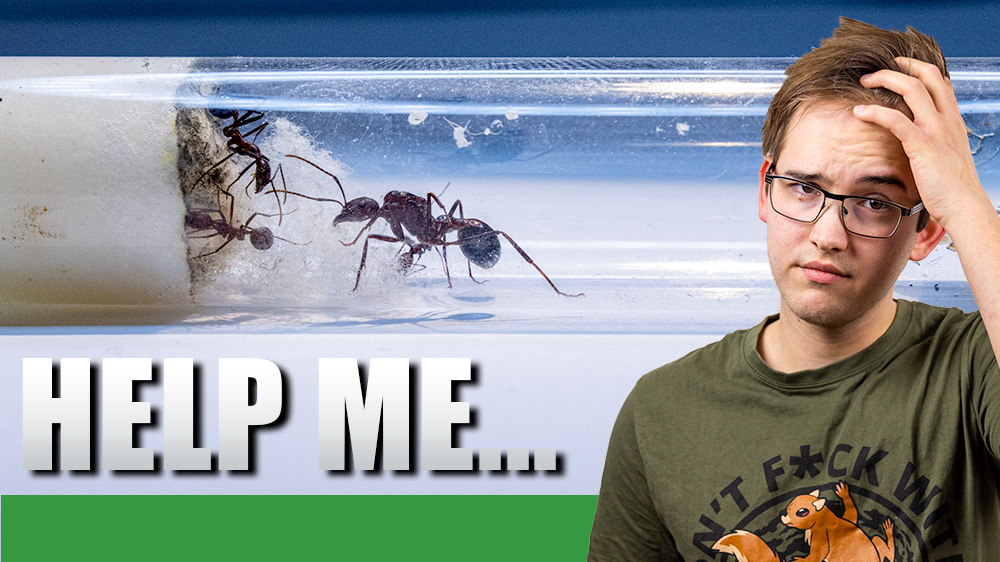 A man looking concerned next to some ants.