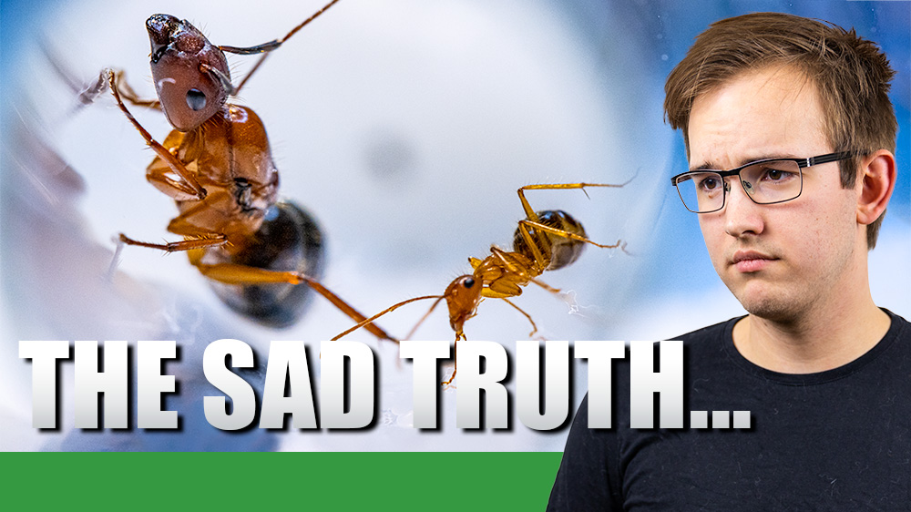 A man looking sad next to two ants.