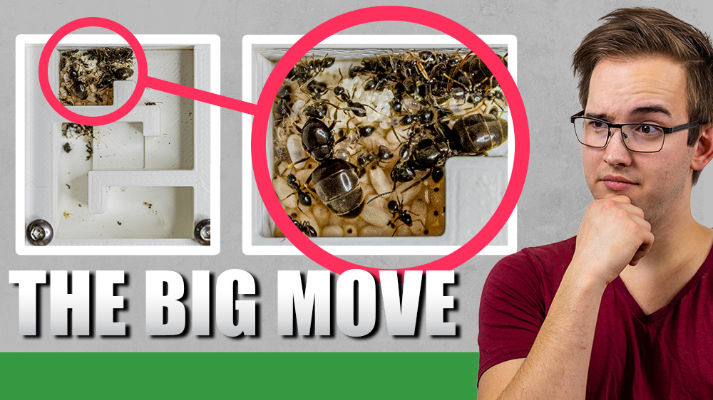 A man looking thoughtful next to two pictures of ants.