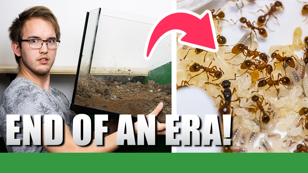 A man looking concerned next to a lot of ants.