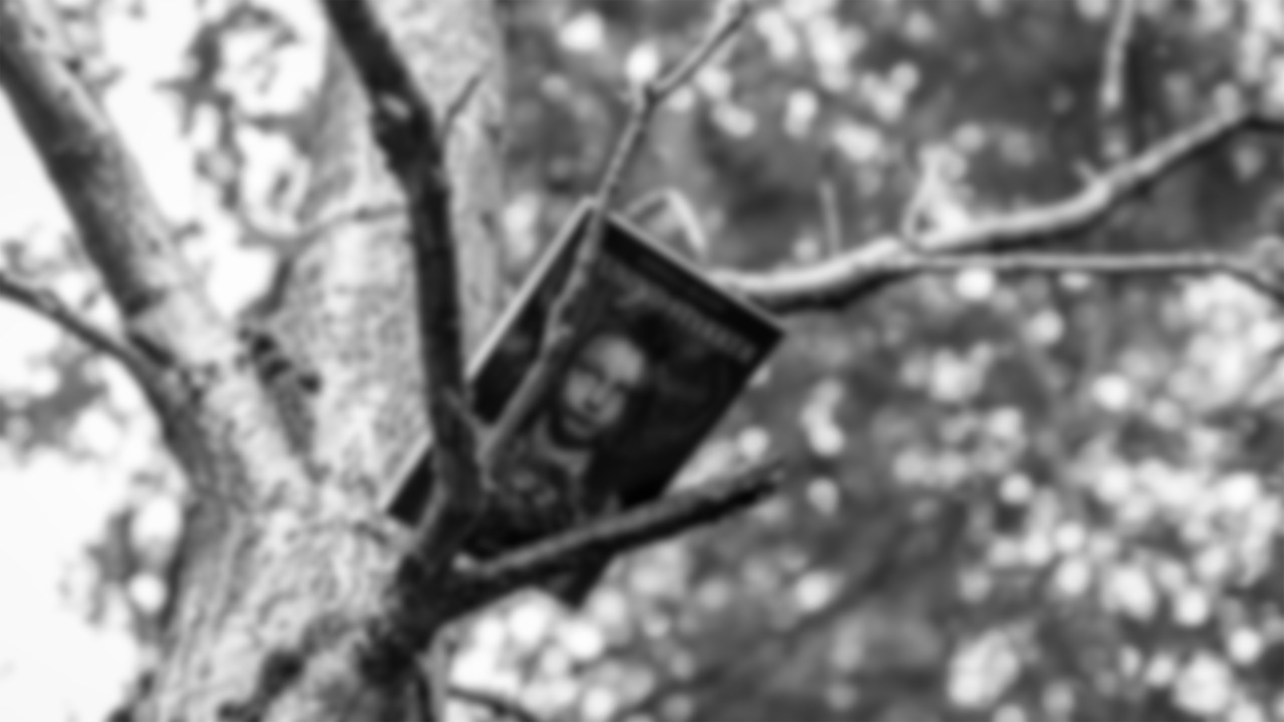 A book lying on branches in a tree.